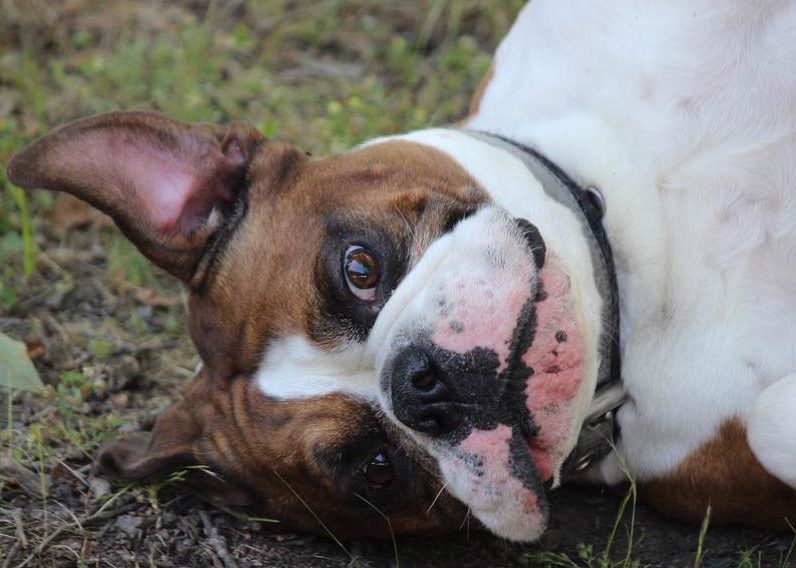 The Determined Bullblog