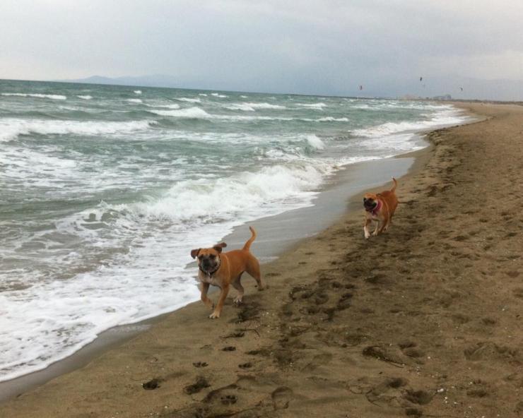 10644823_10204396594491058_8010409921098814166_n