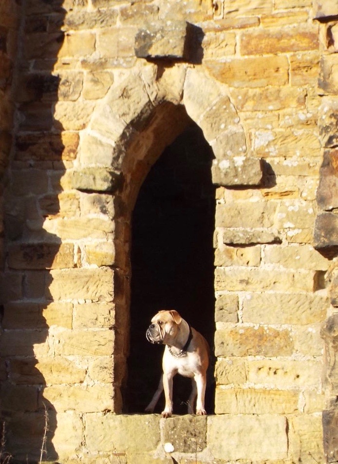 Alf 3 Ruin at Hackfall Woods in Masham North Yorkshire
