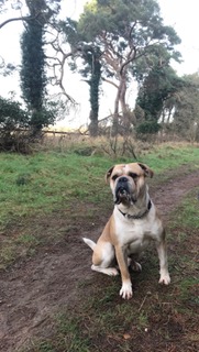 Alf 4 Thetford Woods in Norfolk in the South East