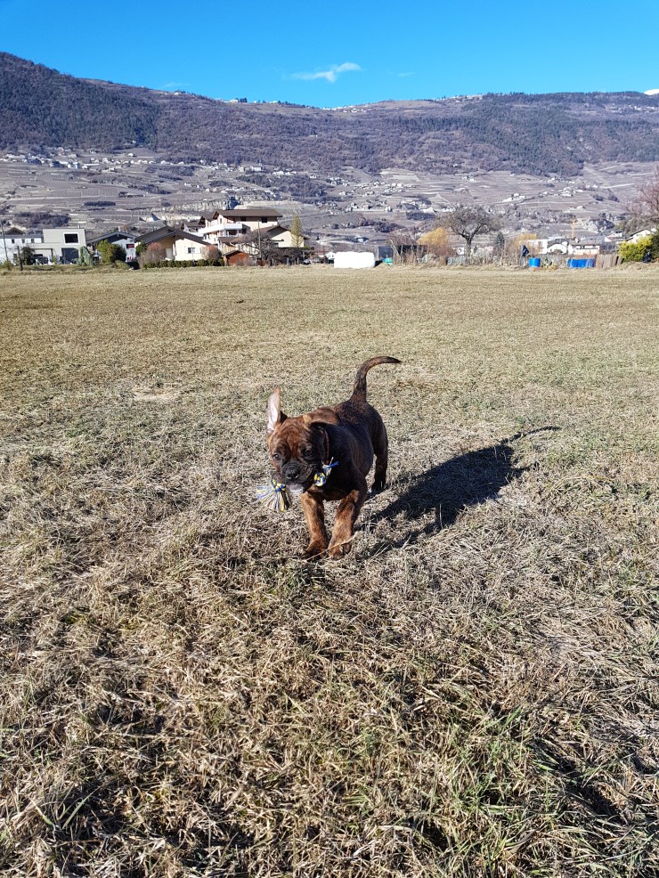 Bonnie 3 months Mountain Bulldogs Wallis Switzerland