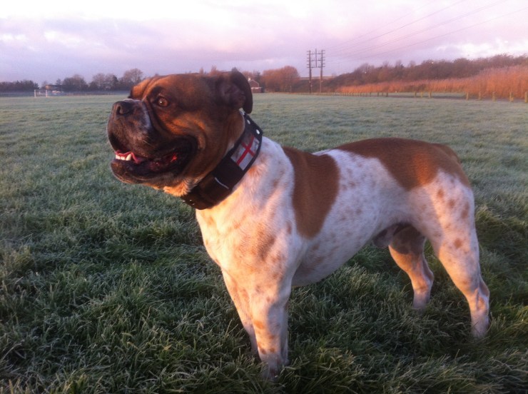 Freedom's Billy Boy Portsmouth England