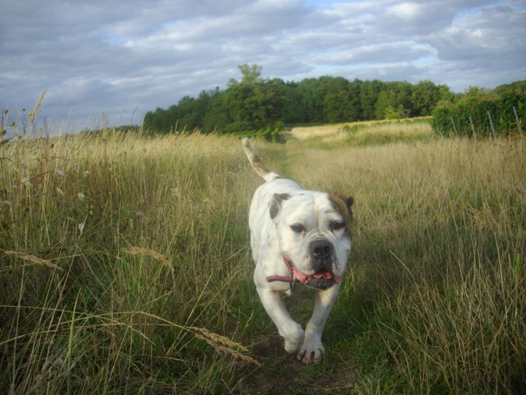 Only Bullys Bitchou Come Again Vineyard touraine Center France