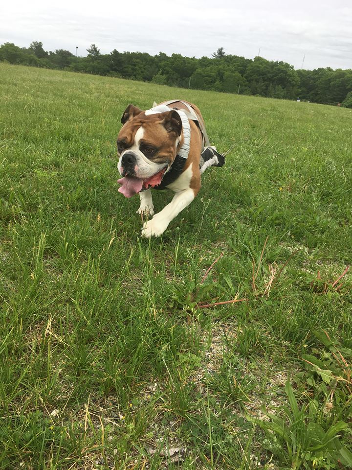 34188965_10212007040631341_7591596390669615104_n